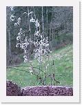 CIMG0234 * 2304 x 3072 * (2.25MB)