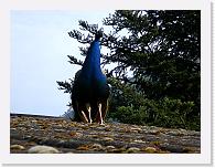 CIMG0761 * 3072 x 2304 * (2.32MB)